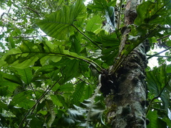 Anthurium galactospadix