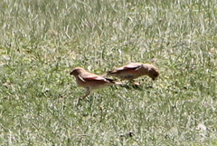 Bucanetes mongolicus