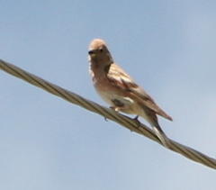 Bucanetes mongolicus