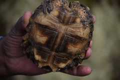 Chelonoidis chilensis