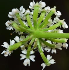 Bunium pachypodum