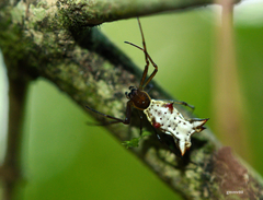 Micrathena nigrichelis