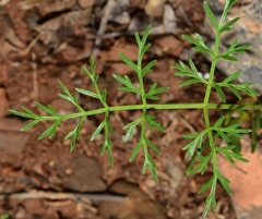 Bunium pachypodum