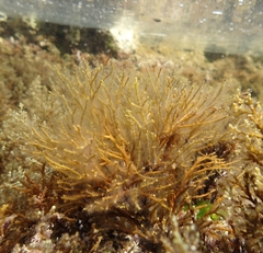 Gongolaria barbata