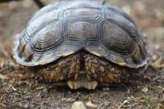 Chelonoidis chilensis