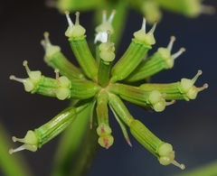 Bunium pachypodum