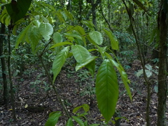 Coccoloba peruviana