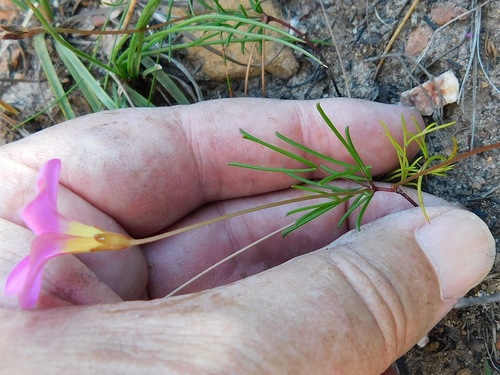 Finger sorrel (Oxalis polyphylla)