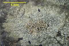 Phlyctis argena image