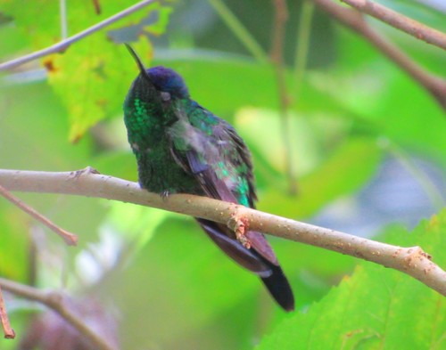 Thalurania glaucopis