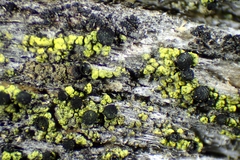 Calicium pinicola