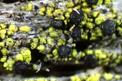 Calicium pinicola