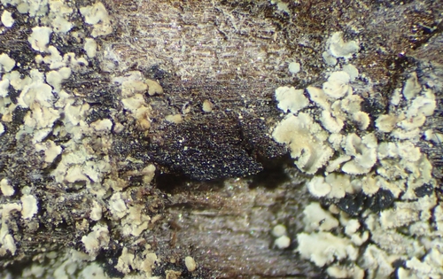 iNaturalist observation photo of Carbonicola myrmecina