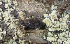 Carbonicola myrmecina image