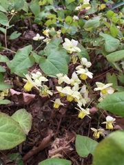 Epimedium × versicolor
