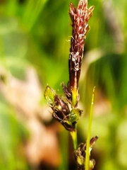 Carex umbrosa