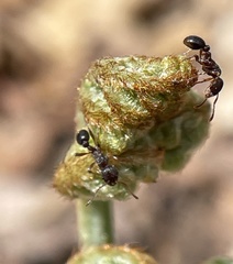Myrmica punctiventris