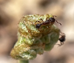 Myrmica punctiventris