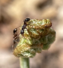 Myrmica punctiventris