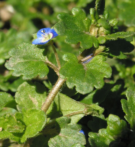 Grey Field-speedwell