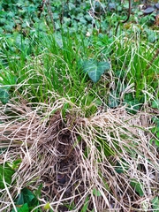 Carex umbrosa