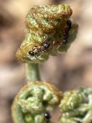 Myrmica punctiventris