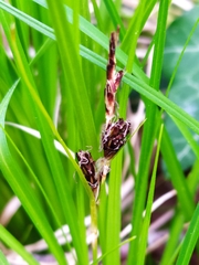 Carex umbrosa