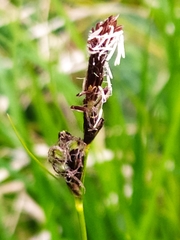 Carex umbrosa