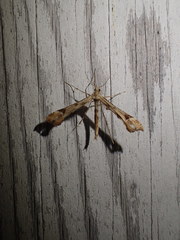 Platyptilia carduidactylus