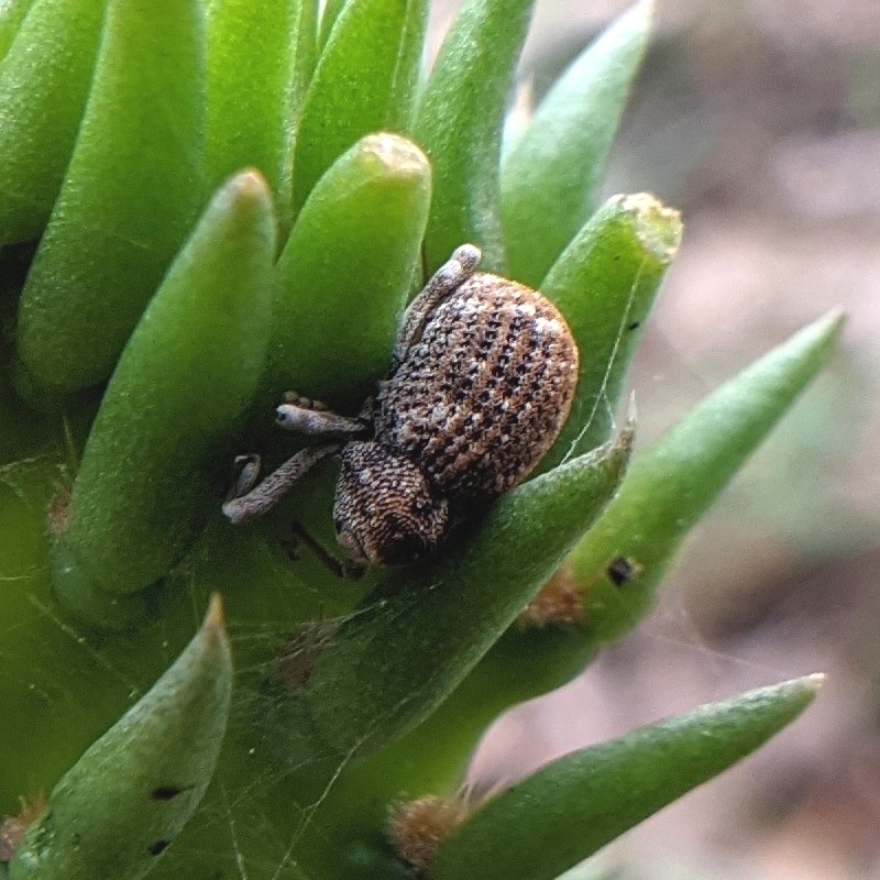 Gerstaeckeria lecontei