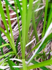 Carex umbrosa