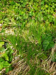 Carex umbrosa