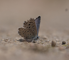 Pseudophilotes panoptes