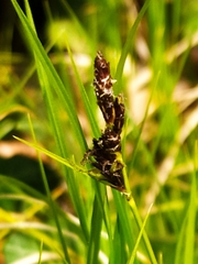 Carex umbrosa