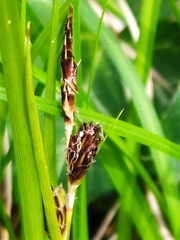 Carex umbrosa