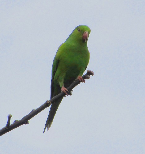 Brotogeris tirica
