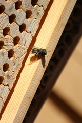 Osmia lignaria