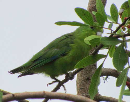 Forpus xanthopterygius