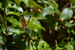 Eueides isabella eva