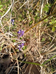 Polygala calcarea