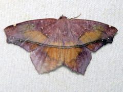 Trotopera