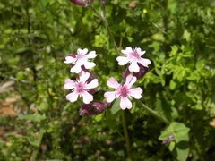 Silene aegyptiaca