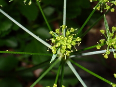 Tauschia