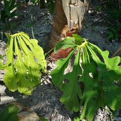 Anthurium clavigerum