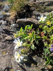 Potentilla montana