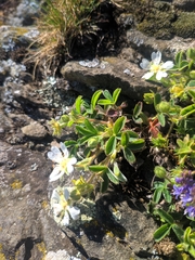 Potentilla montana