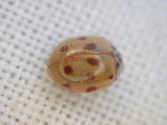 Adalia decempunctata
