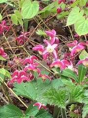 Epimedium × rubrum