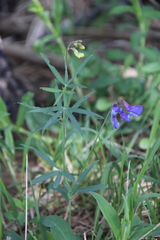 Lathyrus cyaneus