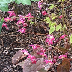 Epimedium × rubrum